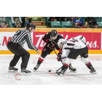 James Malm of the Vancouver Giants (14) in a face off at Prince George