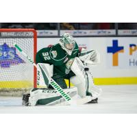 Everett Silvertips in goal